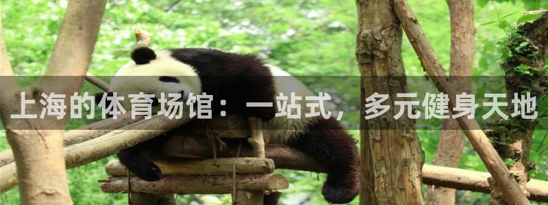 雨燕篮球直播：上海的体育场馆：一站式，多元健身天地